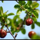 Früchte vom letzten Sommer