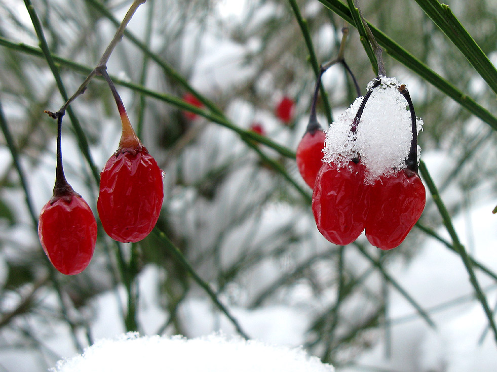 Früchte vom Schneeball