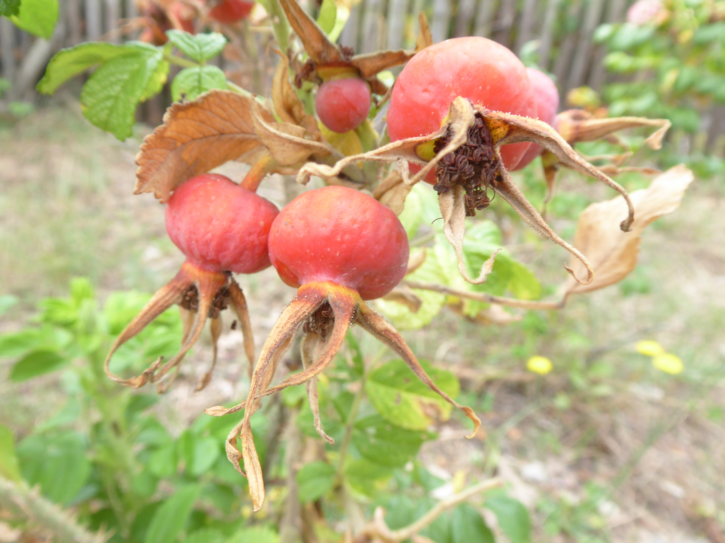 Früchter der Apfelrose