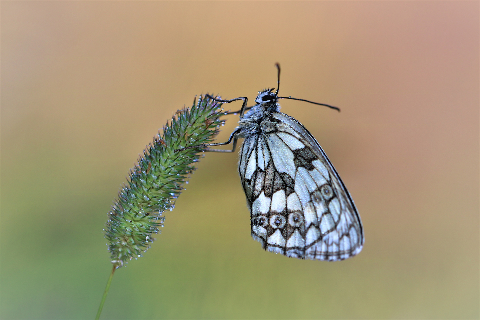 früh am Gras