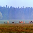 Früh am Morgen...