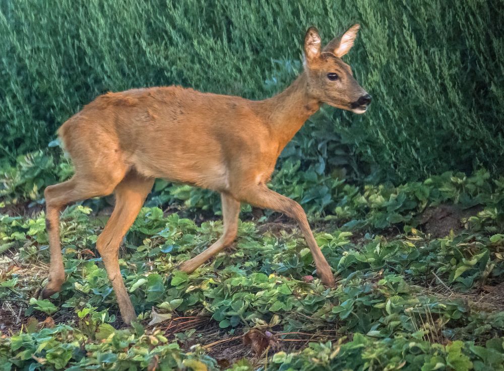 "Früh am Morgen