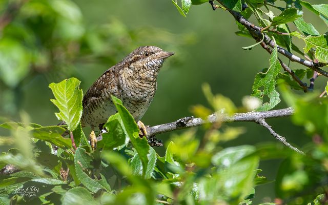 °°_Früh am morgen_°°