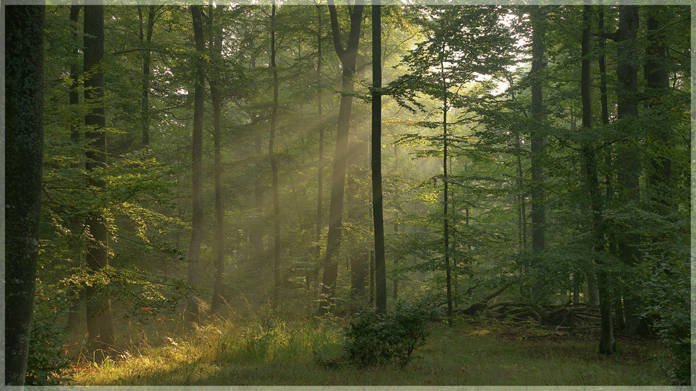 Früh am Morgen.............