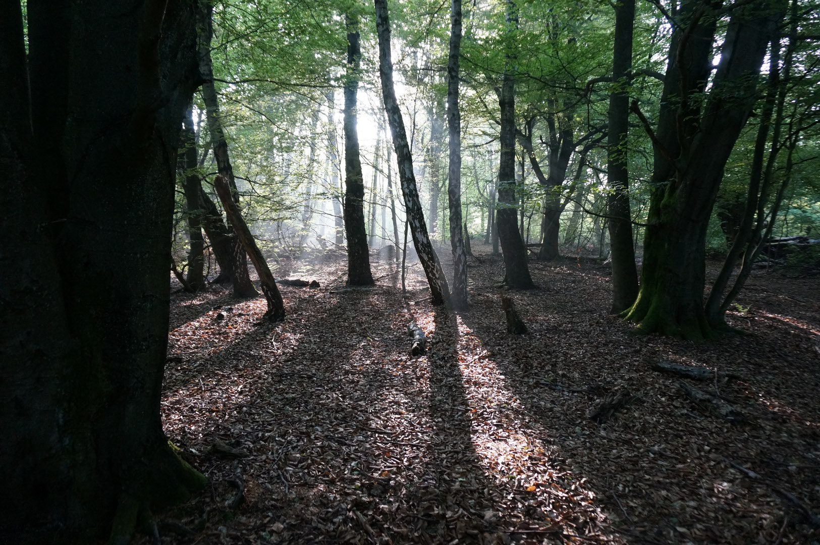 früh am Morgen