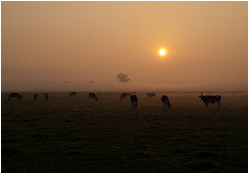 *Früh am Morgen*³