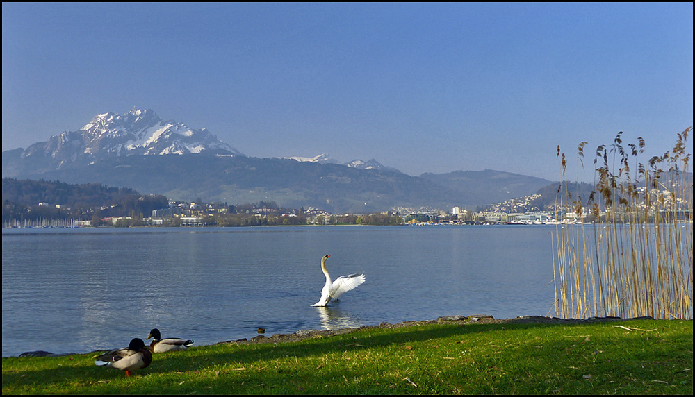 Früh am Morgen am See...