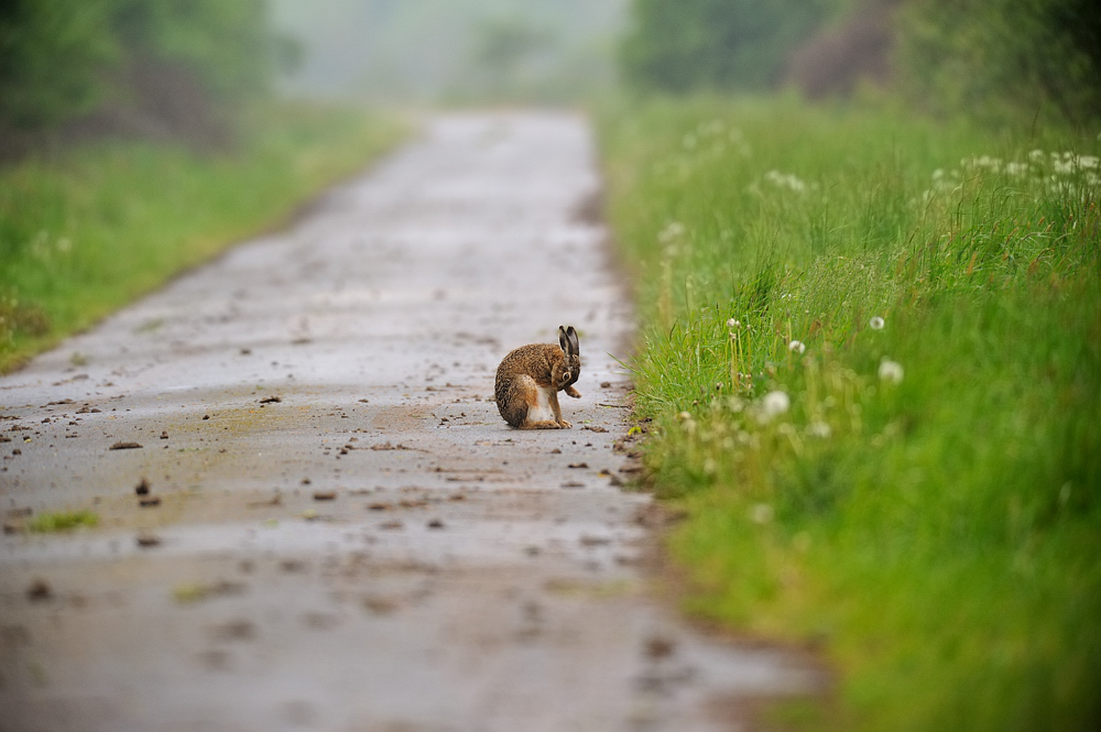 Früh am Morgen auf dem Feldweg