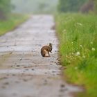 Früh am Morgen auf dem Feldweg