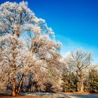 Früh am Morgen auf der Hundewiese