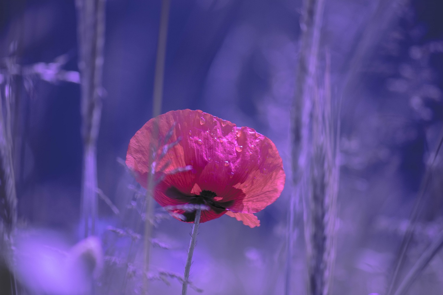 Fruh Am Morgen Beginnt Die Nacht Foto Bild Pflanzen Pilze