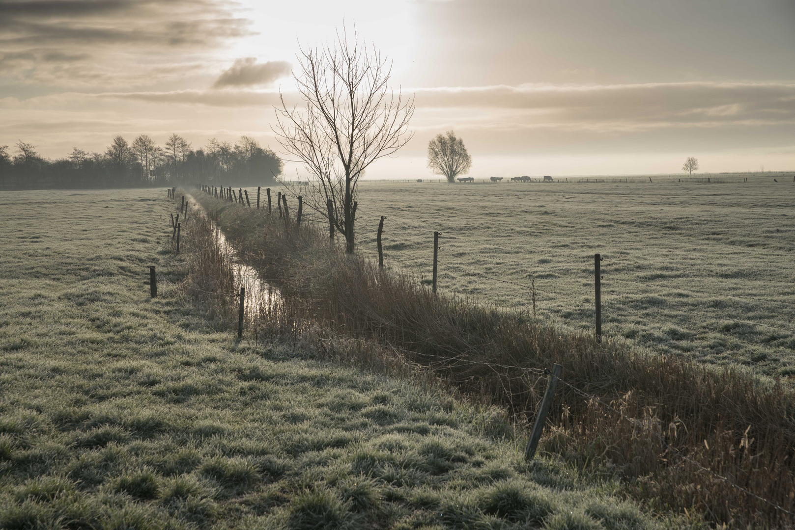 früh am Morgen bei Frost und Nebel2