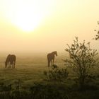 Früh am Morgen ....