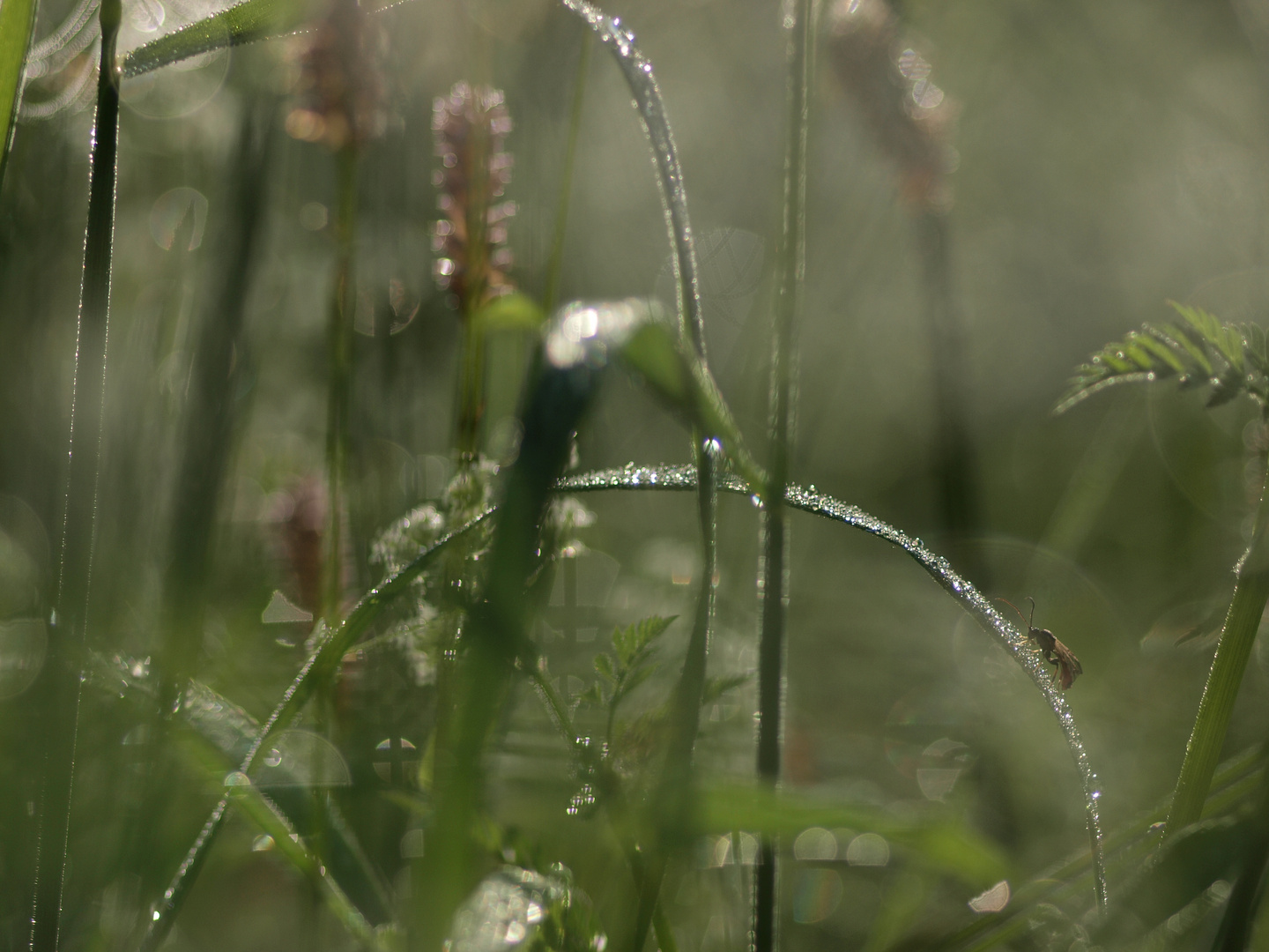 Früh am morgen II