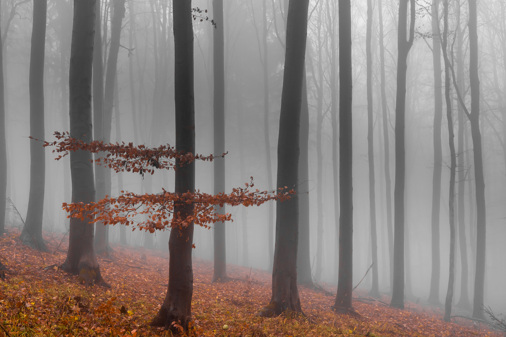 Früh am Morgen im Herbstlichen Wald