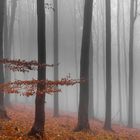 Früh am Morgen im Herbstlichen Wald