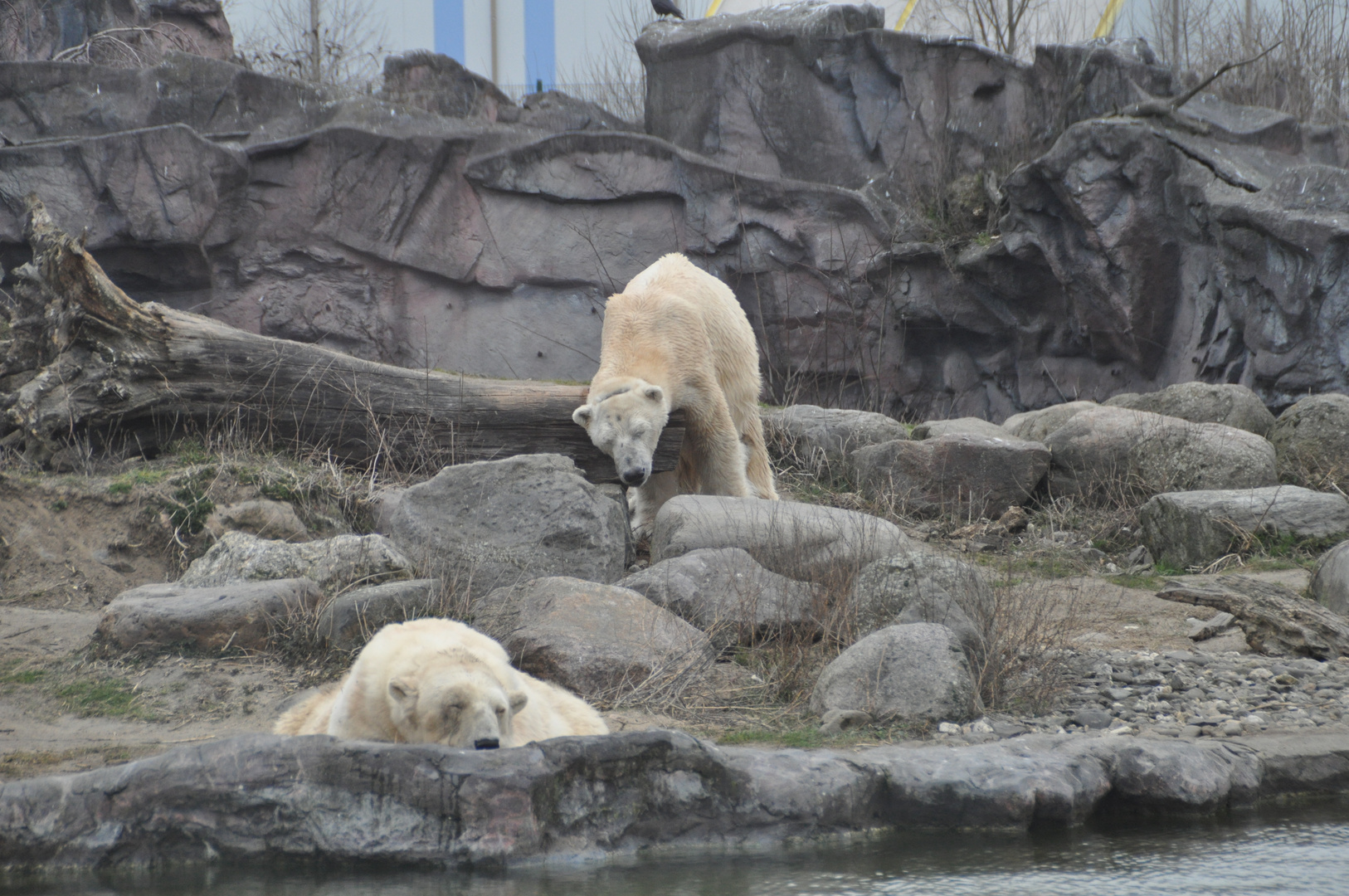 Früh am Morgen im ZOO