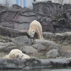 Früh am Morgen im ZOO