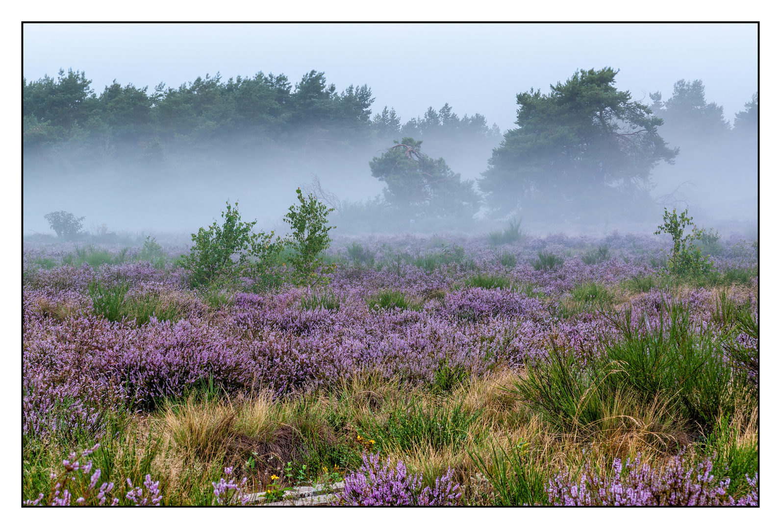 Früh am Morgen in der Heide