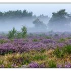 Früh am Morgen in der Heide