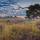 Früh am Morgen in der Mehlinger Heide