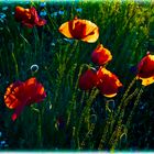 Früh am Morgen leuchtet der Mohn am schönsten