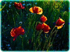 Früh am Morgen leuchtet der Mohn am schönsten