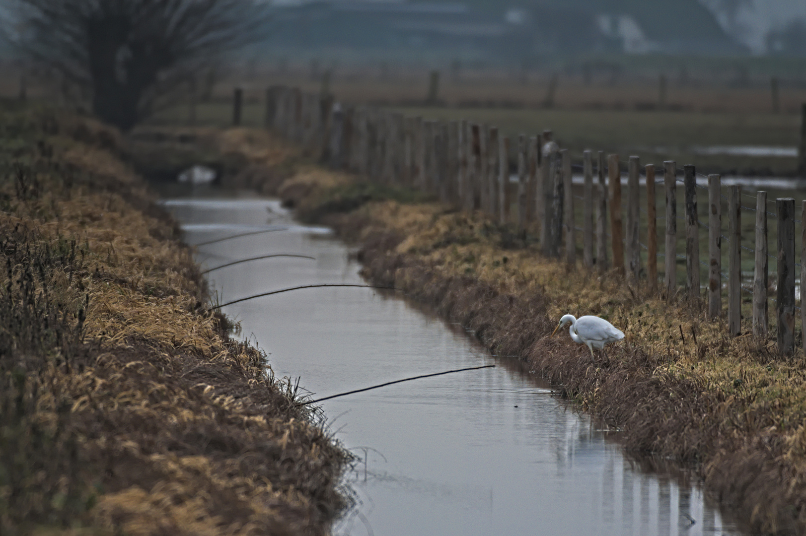 Früh am Morgen _Silberreiher, Dümmer 12.2019 