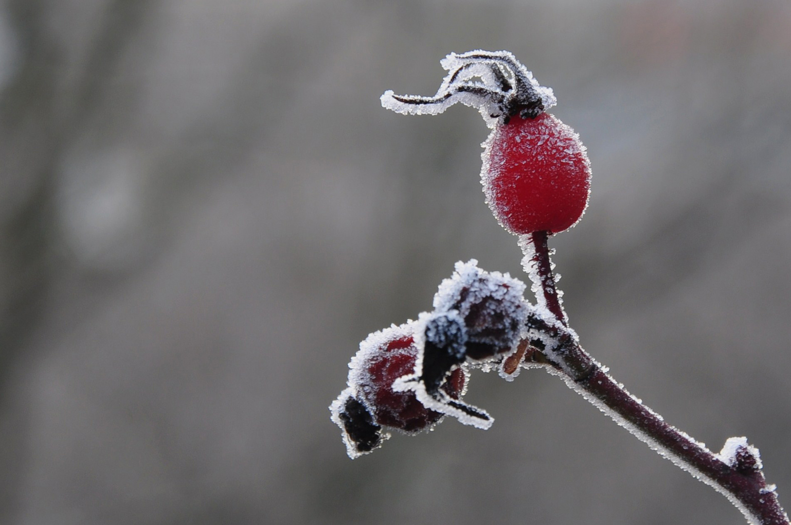 früh am Morgen tragen die Hagebutten noch ihr Zuckermäntelchen