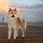 ...früh am Strand...