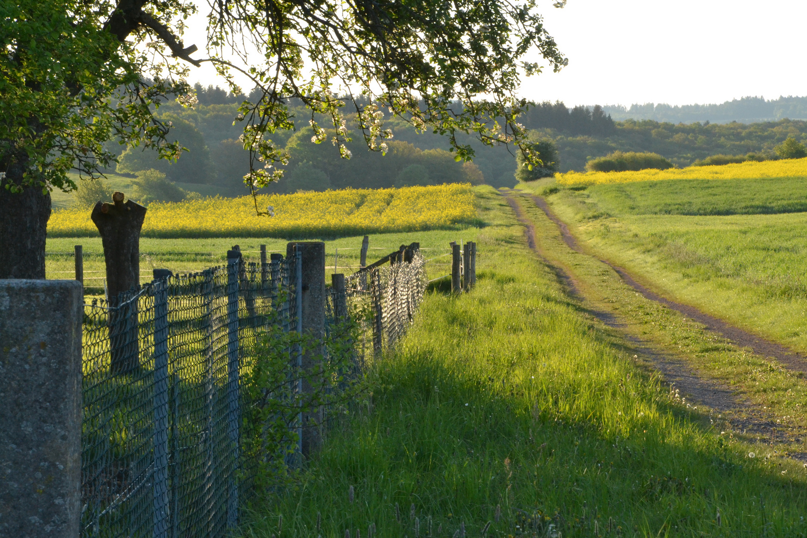 Früh auf dem Frühlingsweg Foto & Bild deutschland, europe, hessen