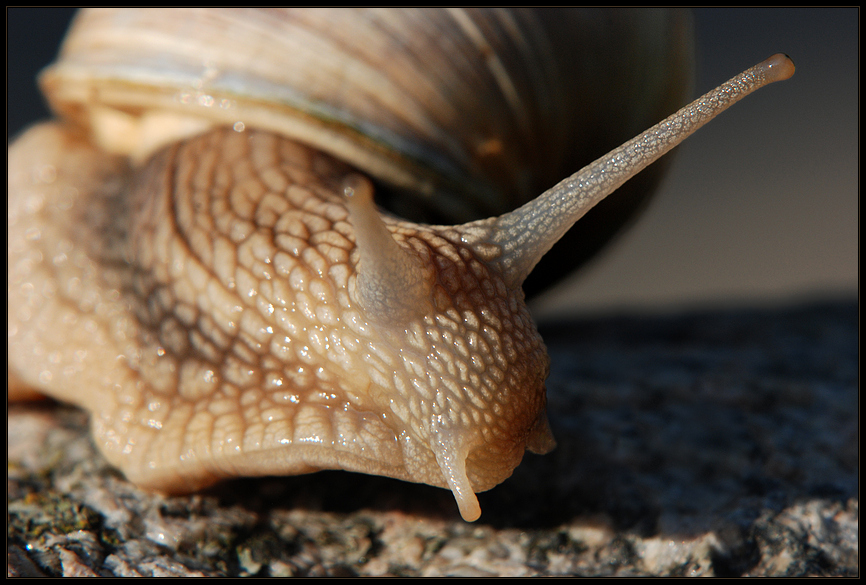 früh aufgestanden kommt auch als Schnecke weit!