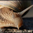 früh aufgestanden kommt auch als Schnecke weit!