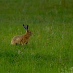 Früh aufstehen lohnt sich (1)