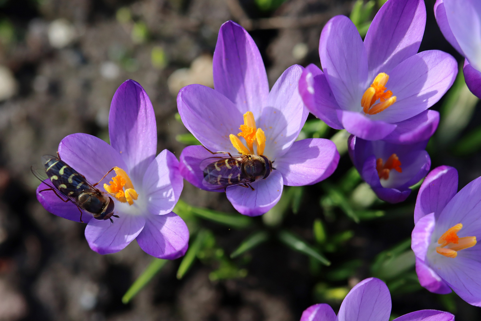 "Früh Frühling"