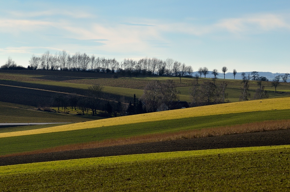 Früh-Frühlingsfelder