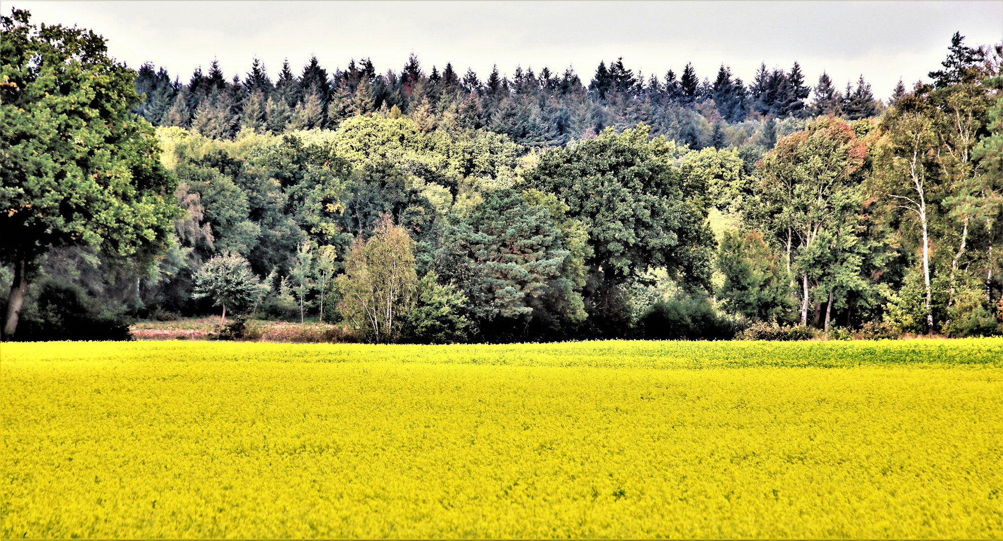 Früh-Herbst