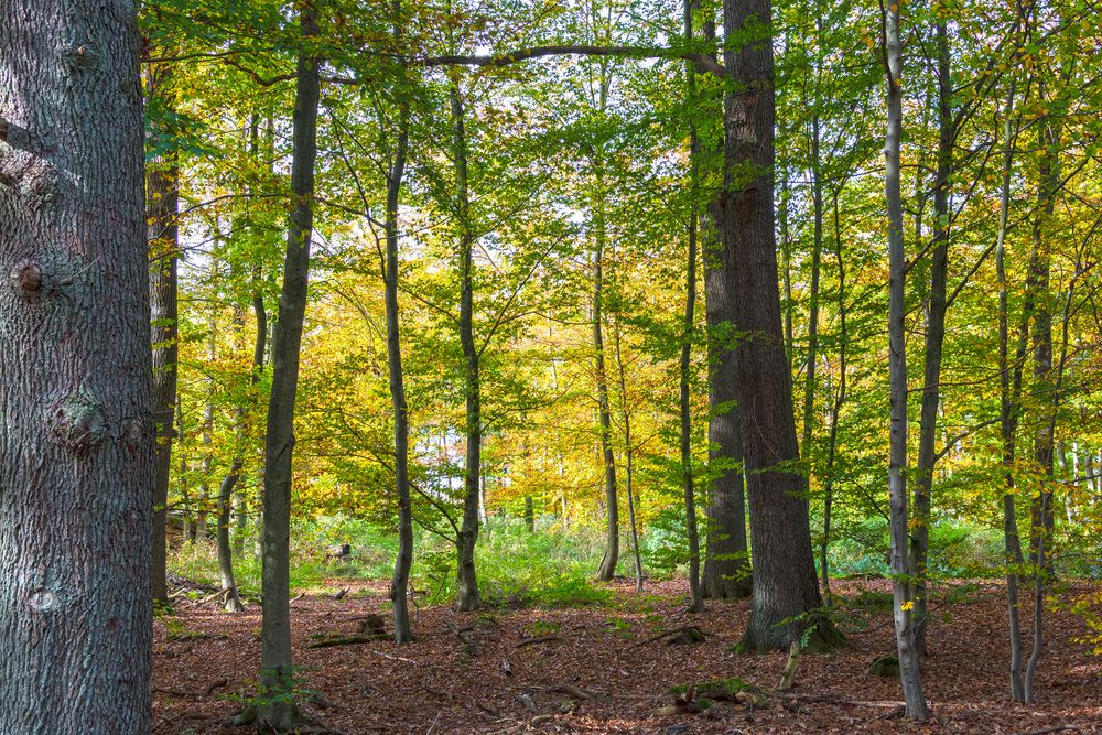 Früh-Herbst im Sauerland