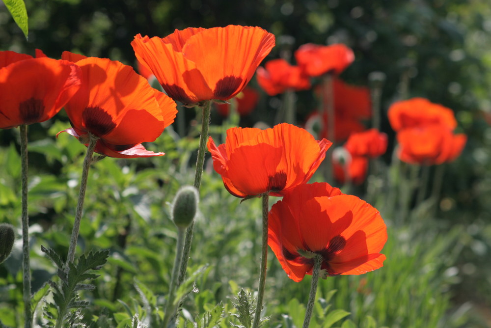 früh im Garten (extra für July)... aber schon im Mai fotografiert...