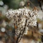 Früh im Wald