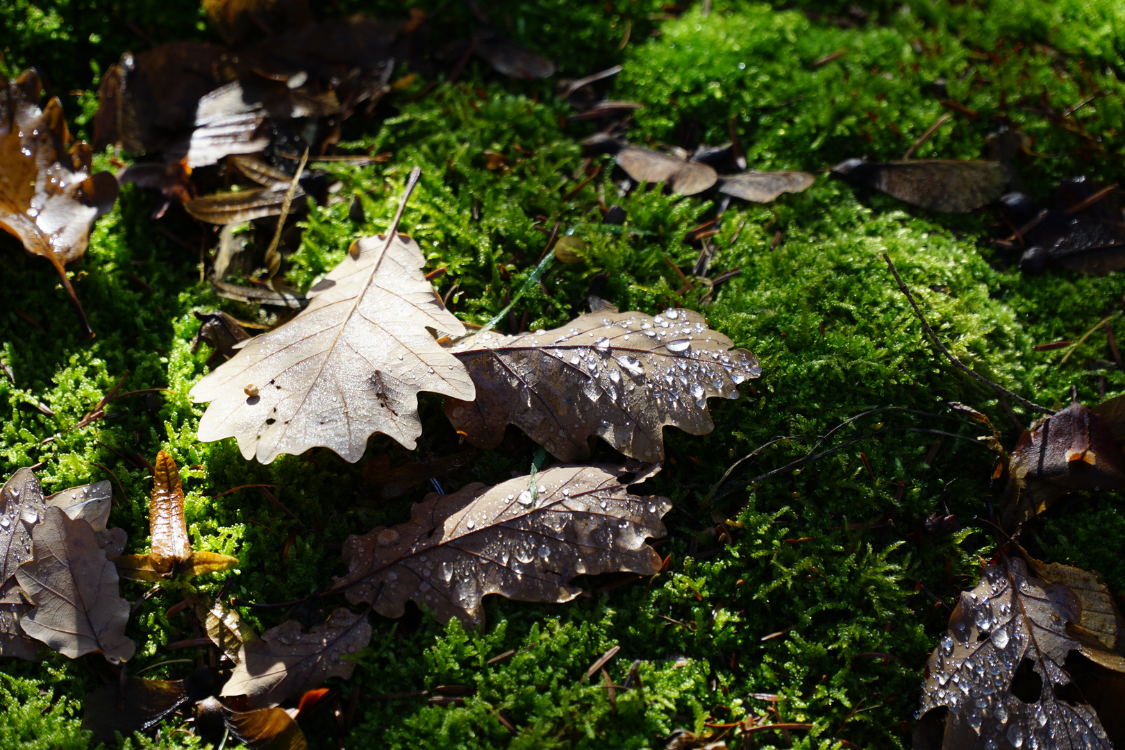 Früh im Wald