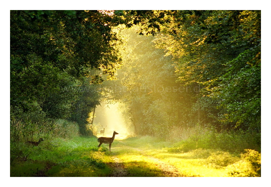 früh im Wald bei Zingst