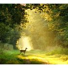 früh im Wald bei Zingst