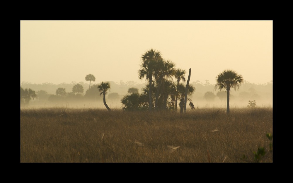 Früh in den Everglades