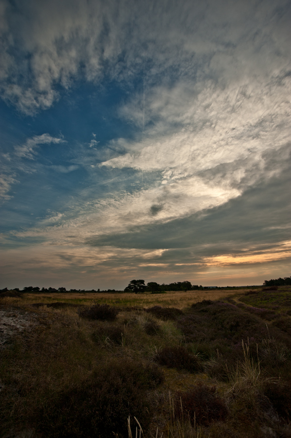 Früh in der Heide