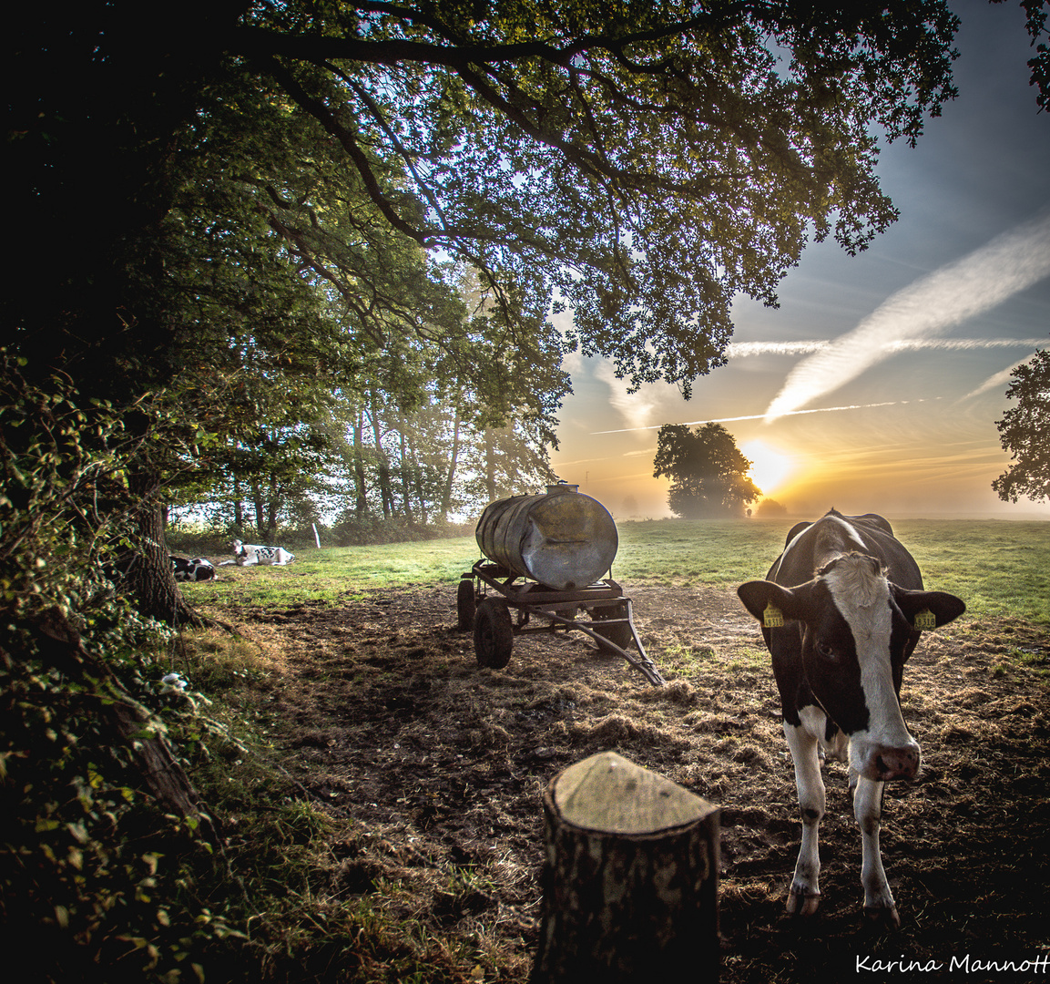 Früh morgens