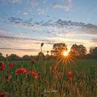 Früh morgens am Feldrand