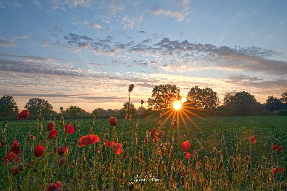 Früh morgens am Feldrand