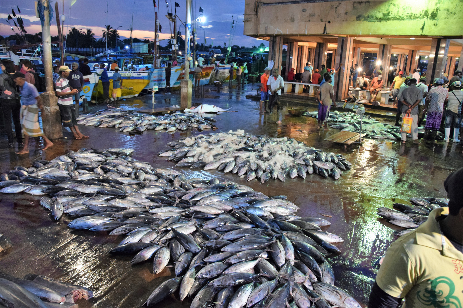 Früh Morgens am Fischmarkt in Negombo