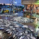 Früh Morgens am Fischmarkt in Negombo